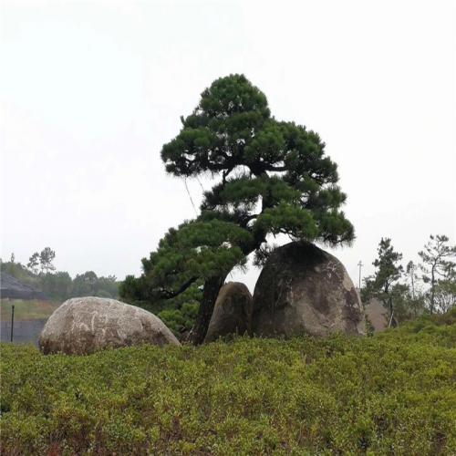 草坪点景置石